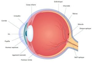 Anatomie de l'œil selon la médecine chinoise