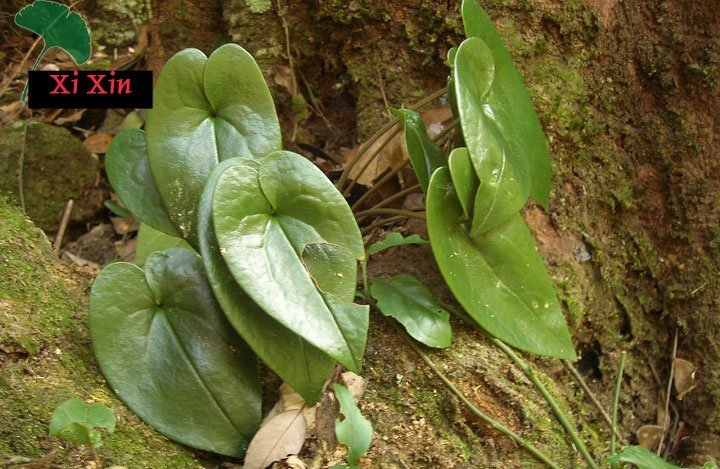 Acide Aristolochique : retour à la normale aux USA