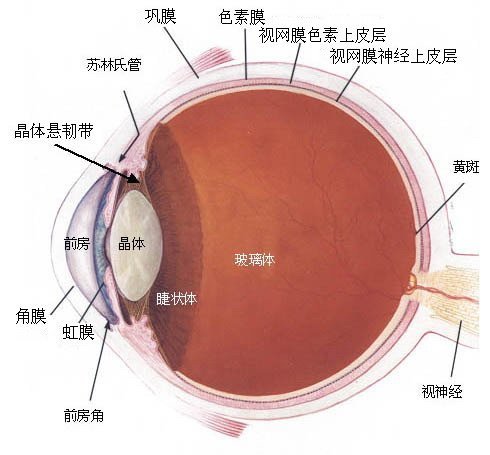 Acupuncture et micro-circulation oculaire