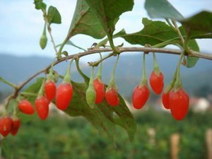 Baie de Goji : mythe ou réalité ? — illustration 2