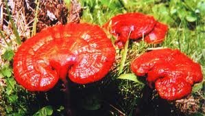Ganoderma Lucidum (Ling Zhi) pour le traitement du cancer — illustration 1