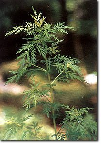 Herba Artemisiae Apiaceae pour traiter paludisme et cancer