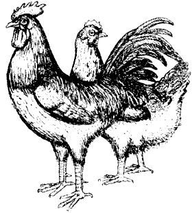 Les propriétés thérapeutiques du poulet